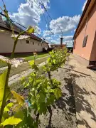 Csongrád megye - Ásotthalom