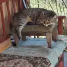 Fejér megye - Bicske