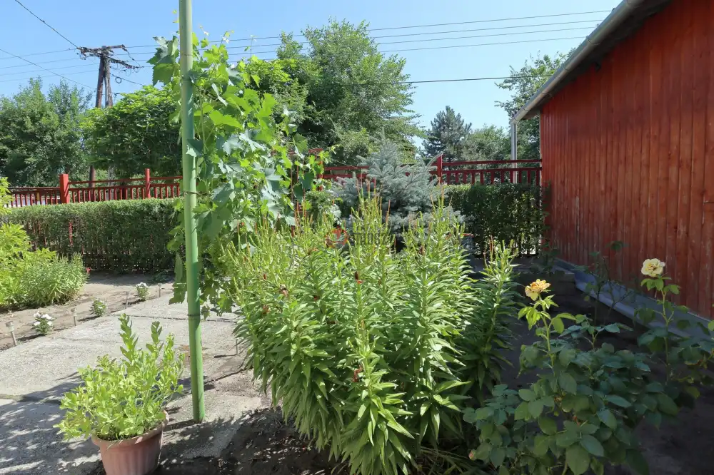 Csongrád megye - Domaszék