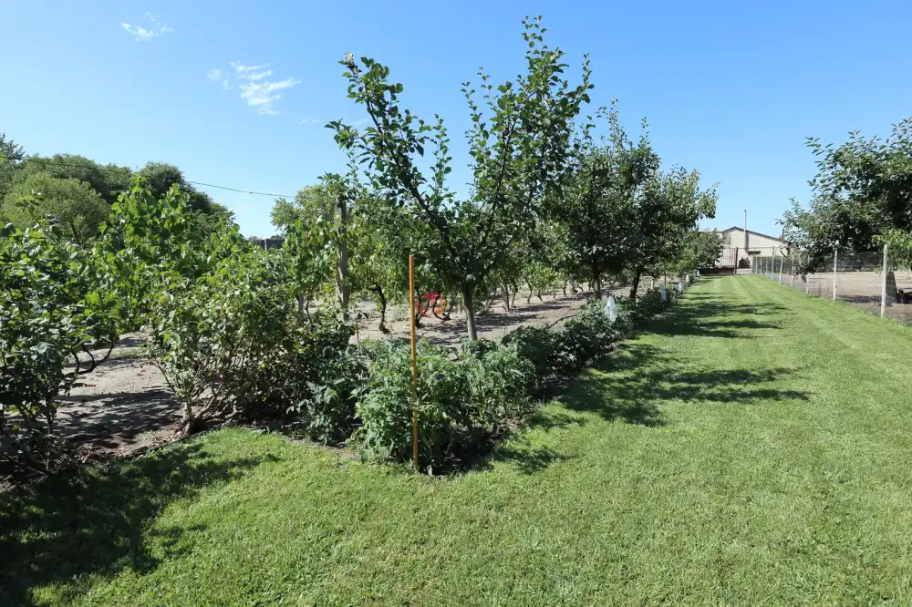 Csongrád megye - Domaszék