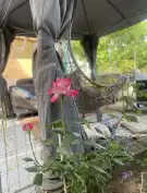 Pest megye - Erdőkertes