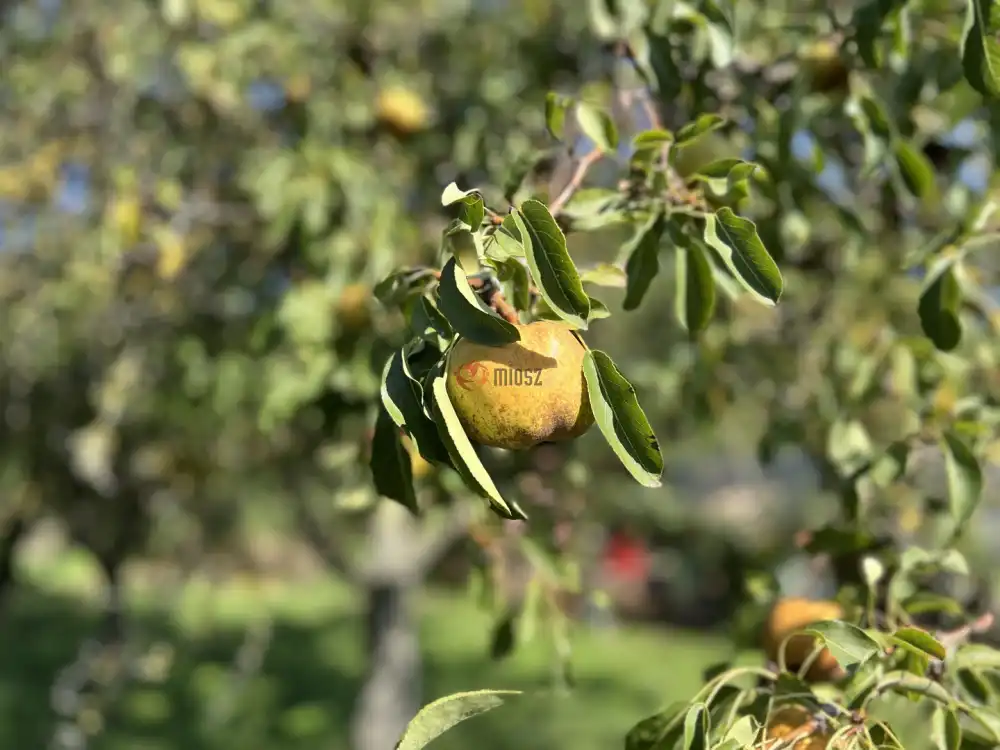 Fejér megye - Polgárdi