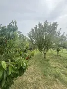 Somogy megye - Som