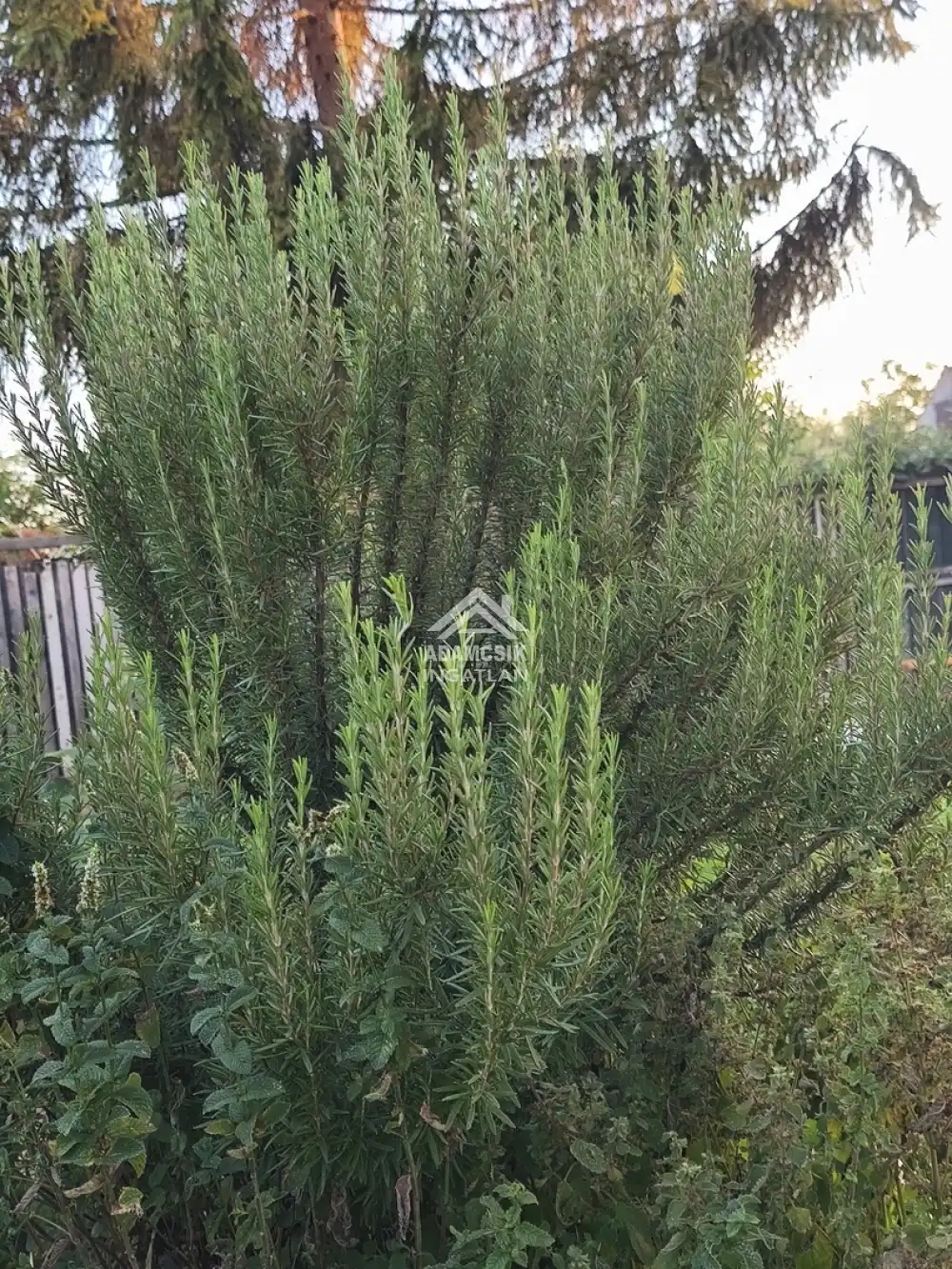 Pest megye - Tatárszentgyörgy