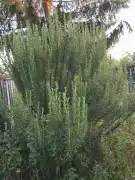 Pest megye - Tatárszentgyörgy