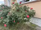 Pest megye - Tököl