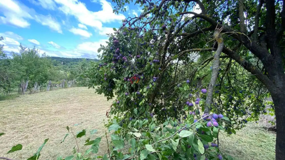 Pest megye - Csővár