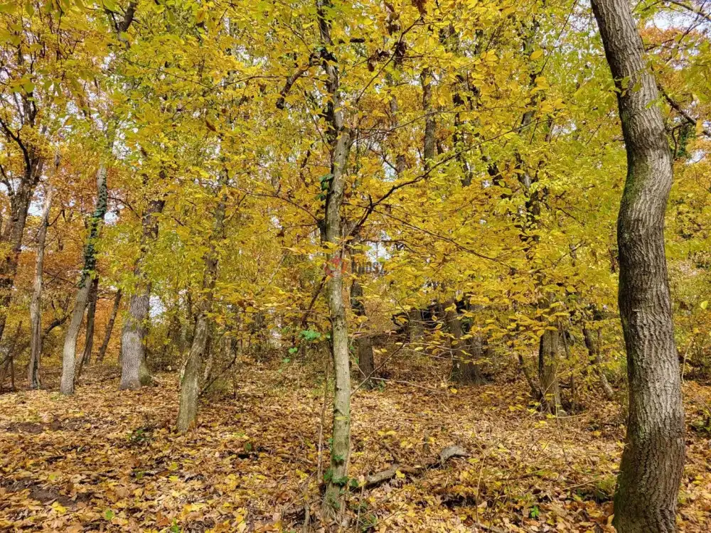 Pest megye - Kismaros