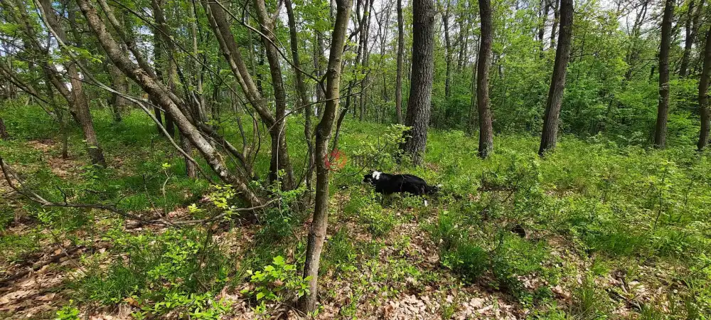 Pest megye - Kismaros