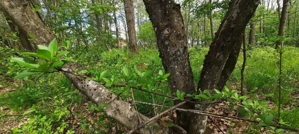 Pest megye - Kismaros