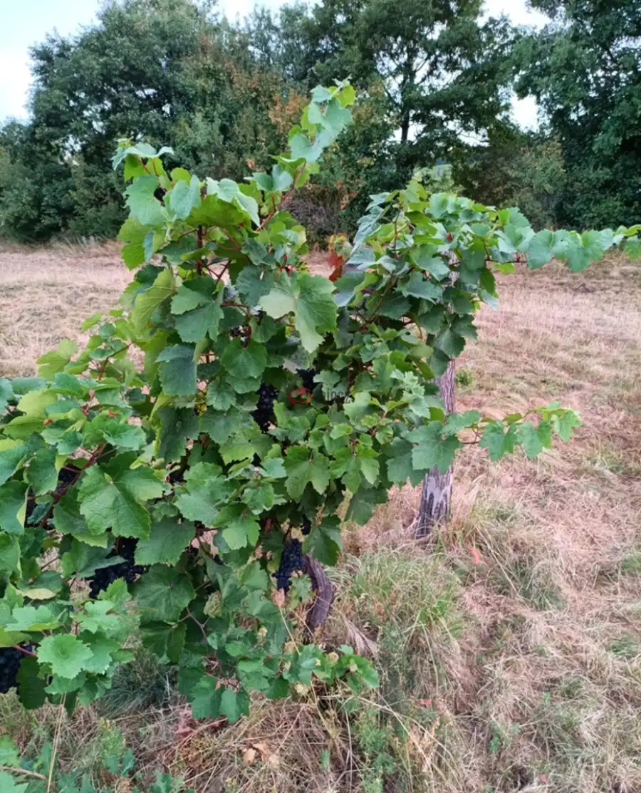 eladó  Építési telek, Szendehely