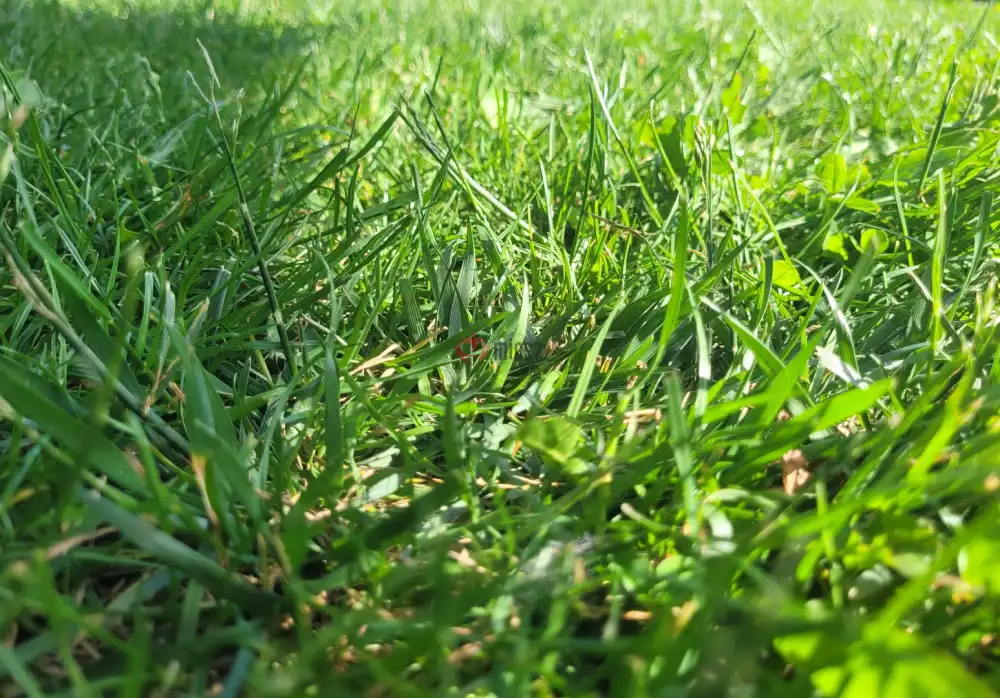Pest megye - Vác