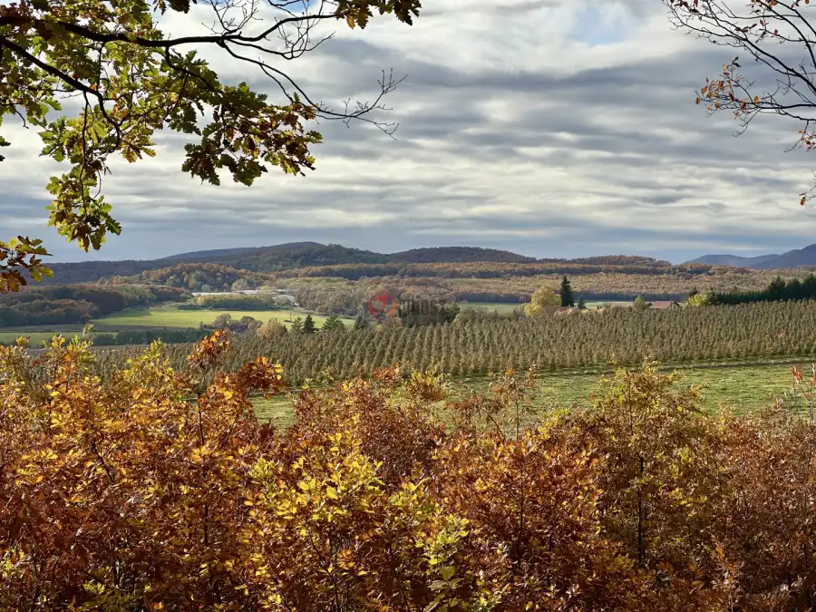 eladó  Erdő, Berkenye