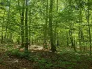 Vas megye - Felsőszölnök