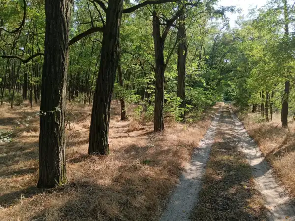 Eladó Erdő, Lajosmizse 66271 m² 60 M Ft
