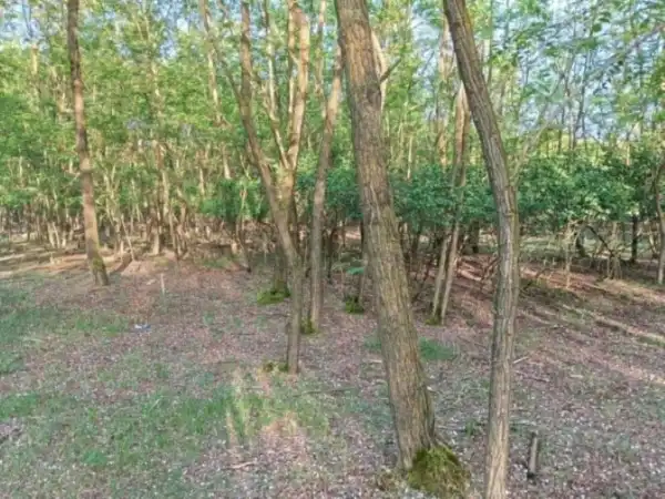 Eladó Erdő, Siklós 129991 m² 57.5 M Ft