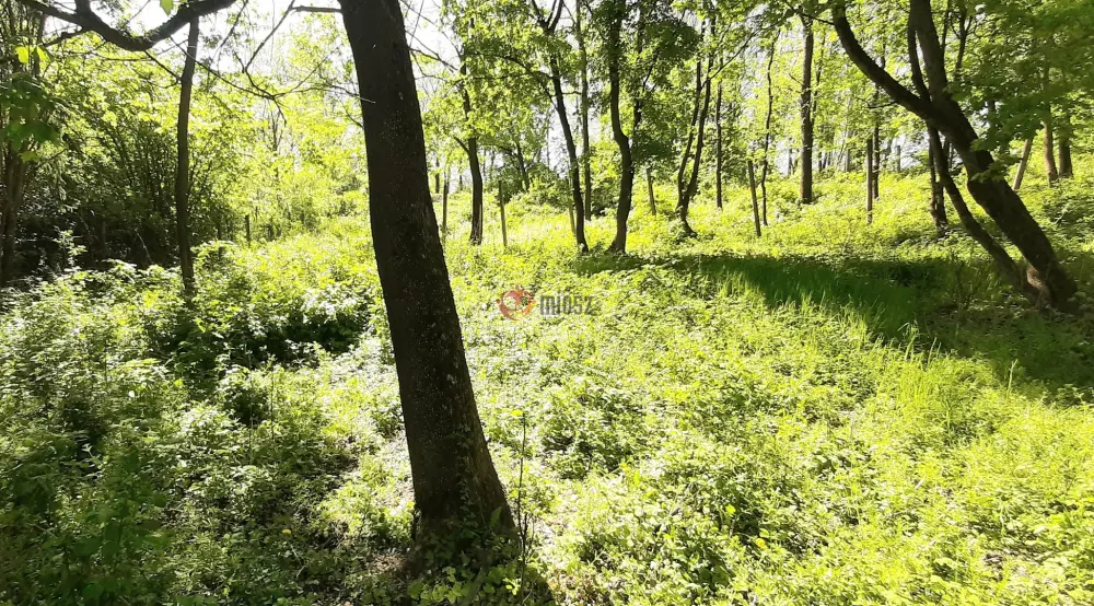 Pest megye - Verőce