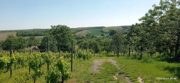 Eladó Gyümölcsös, Mohács 12000 m² 6 M Ft