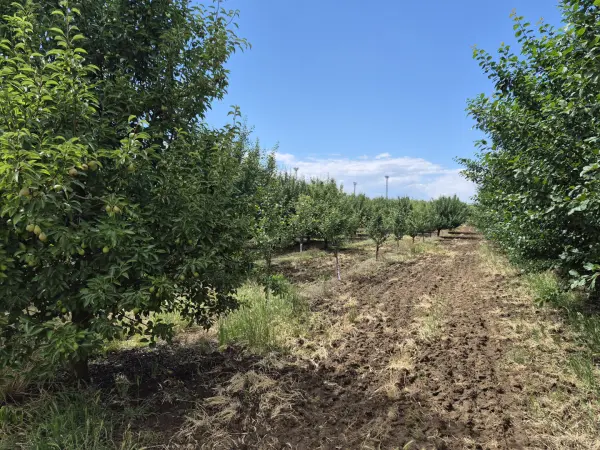 Eladó Gyümölcsös, Tiszafüred 25919 m² 25 M Ft