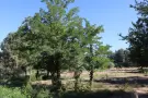 Pest megye - Piliscsaba