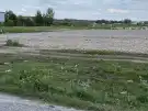 Pest megye - Dabas