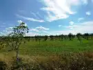 Pest megye - Sződ