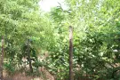 Pest megye - Albertirsa