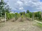 Komárom-Esztergom megye - Kecskéd