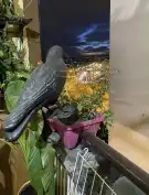 Budapest, X. kerület - Felsőrákos