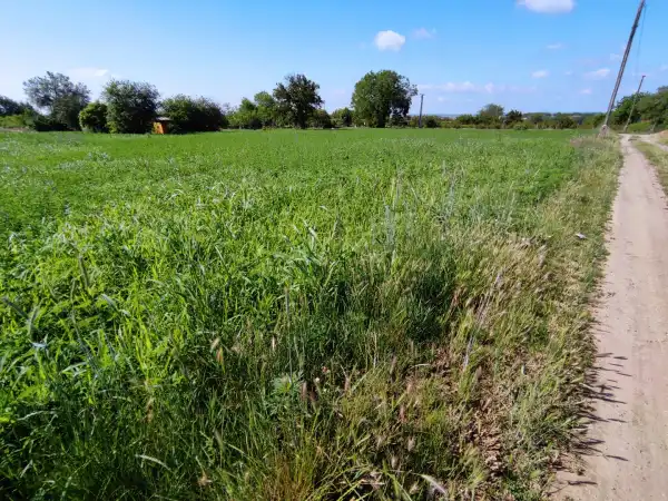 Eladó Szántó, Mohács 5667 m² 3 M Ft