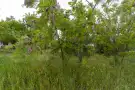 Pest megye - Nyársapát