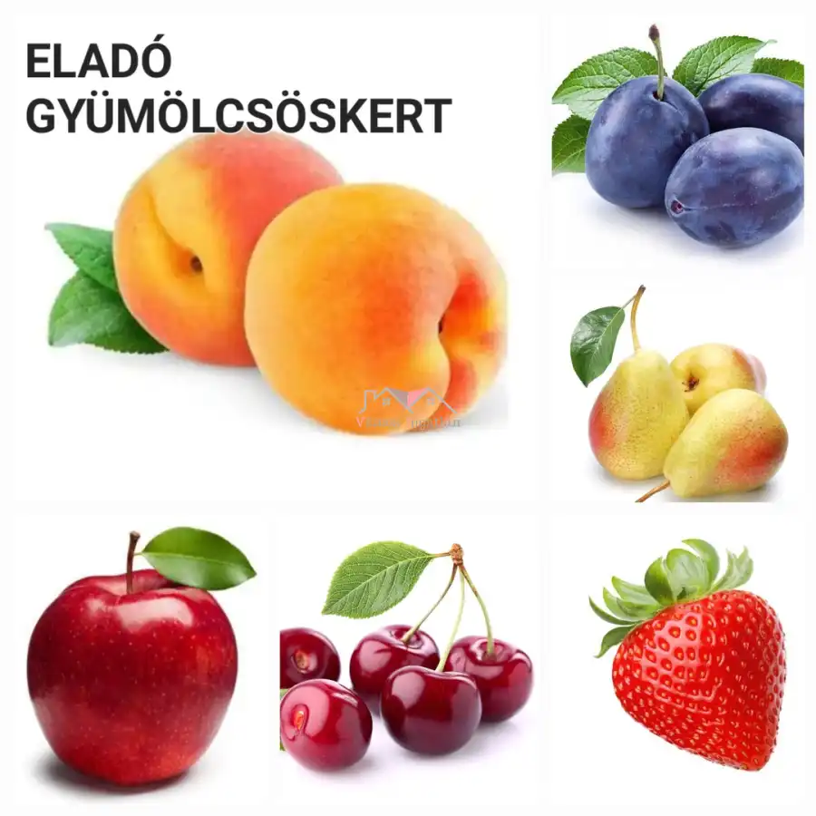 eladó  Szántó, Vác