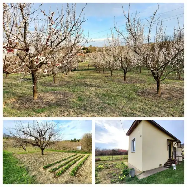 Eladó Szántó, Vác 6283 m² 29.9 M Ft