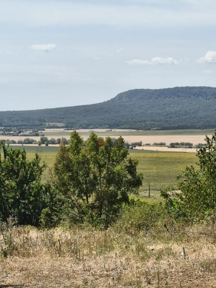 eladó  Szőlős, Héreg