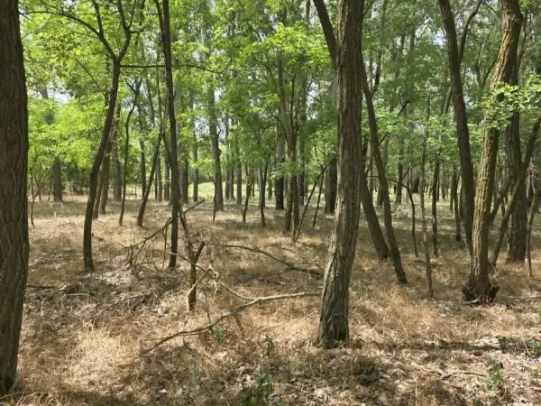 Eladó Szőlős, Mikebuda 2877 m² 3.8 M Ft