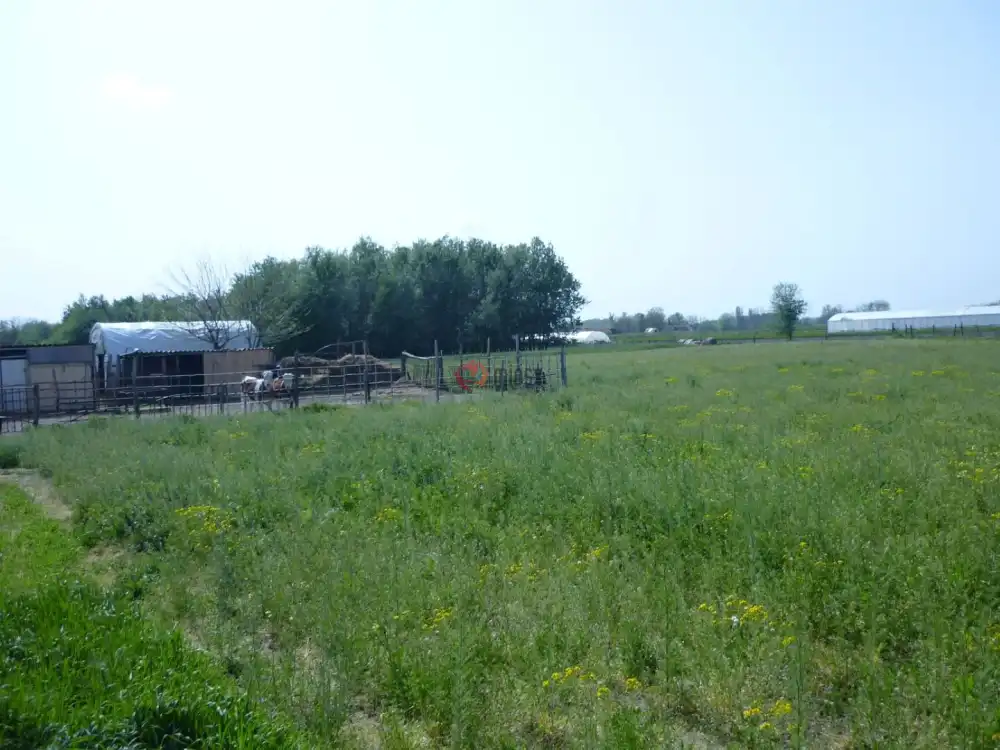 Csongrád megye - Domaszék