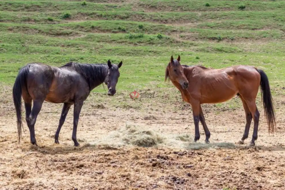 Tolna megye - Szekszárd