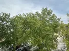 Fejér megye - Székesfehérvár