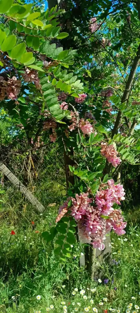 eladó telek, Kunpeszér