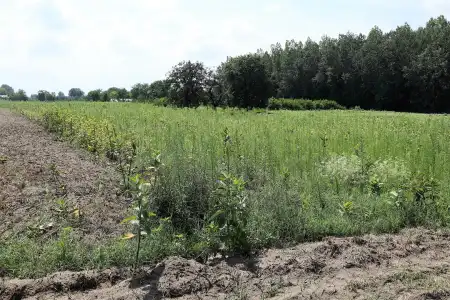 eladó telek, Zsombó